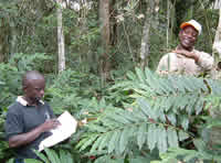 Tree measuring with UWA staff